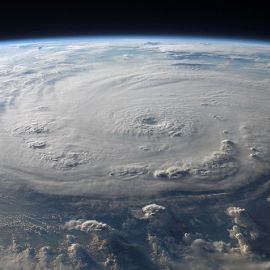 Hurricane Impact on Wildlife